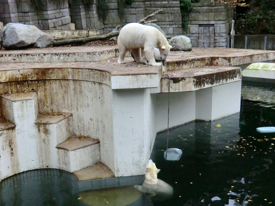 Eisbär LUKA und Eisbärin ANORI im Zoo Wuppertal am 25. Oktober 2013