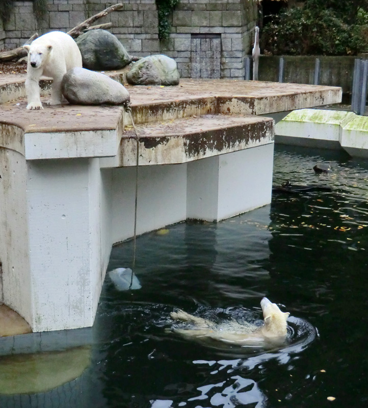 Eisbär LUKA und Eisbärin ANORI im Wuppertaler Zoo am 25. Oktober 2013