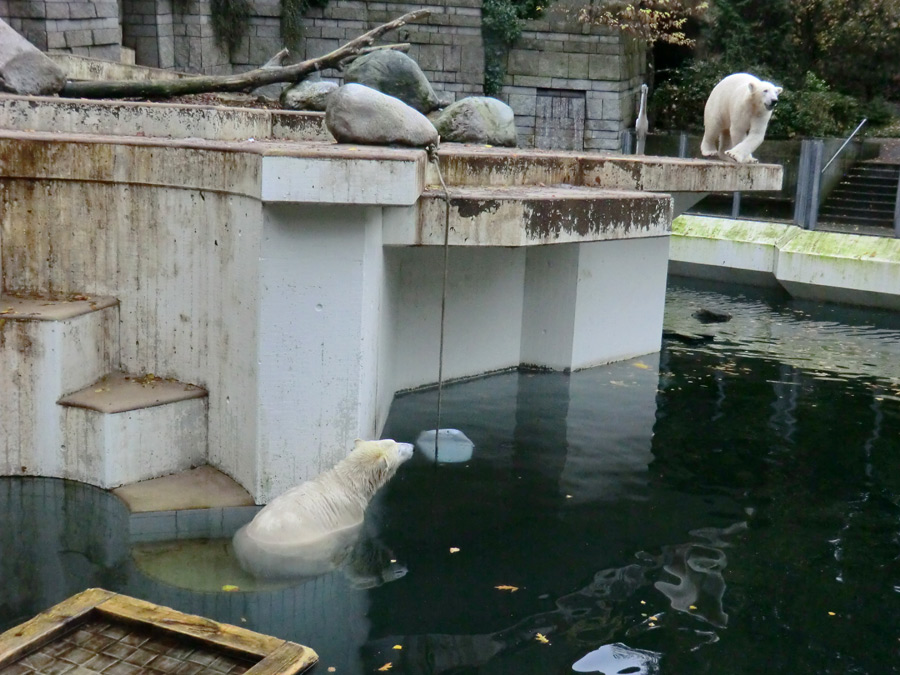 Eisbär LUKA und Eisbärin ANORI im Zoologischen Garten Wuppertal am 25. Oktober 2013