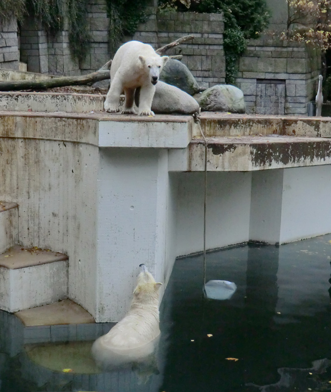 Eisbär LUKA und Eisbärin ANORI im Wuppertaler Zoo am 25. Oktober 2013