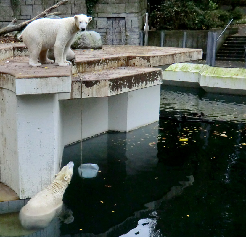 Eisbär LUKA und Eisbärin ANORI im Zoo Wuppertal am 25. Oktober 2013