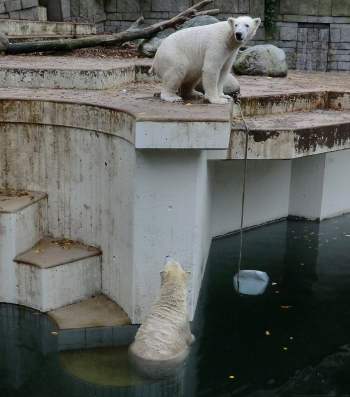 Eisbär LUKA und Eisbärin ANORI im Zoologischen Garten Wuppertal am 25. Oktober 2013