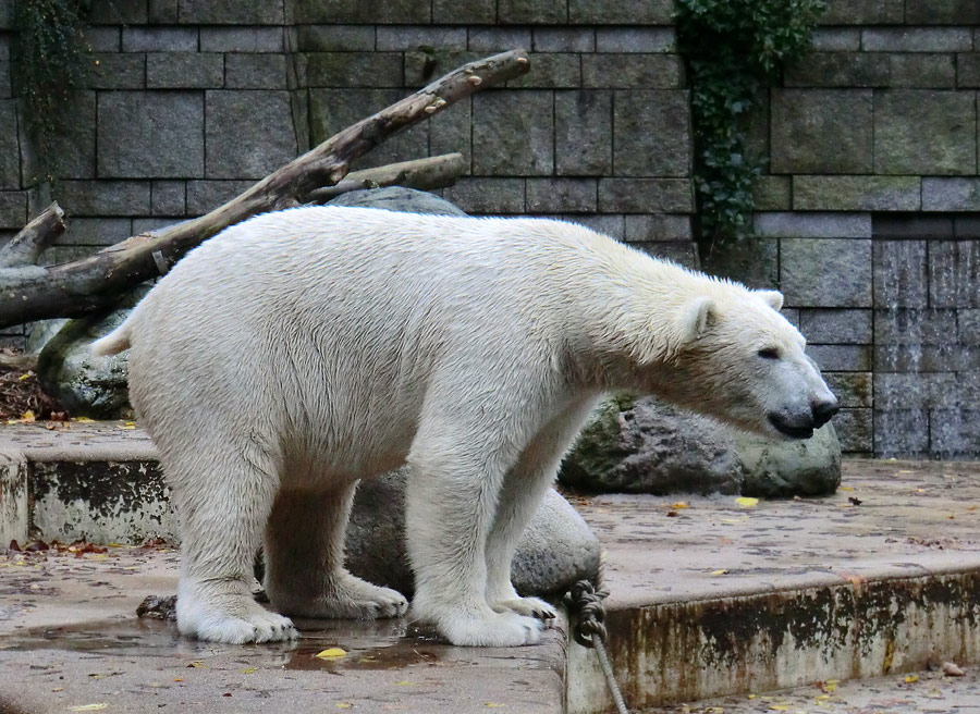 Eisbär LUKA im Zoo Wuppertal am 25. Oktober 2013