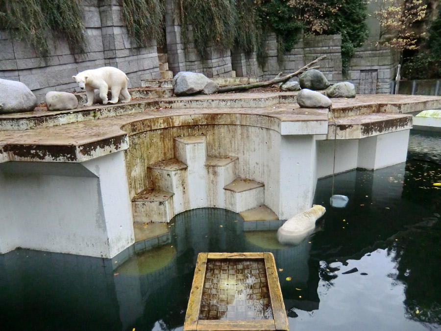 Eisbär LUKA und Eisbärin ANORI im Zoologischen Garten Wuppertal am 25. Oktober 2013