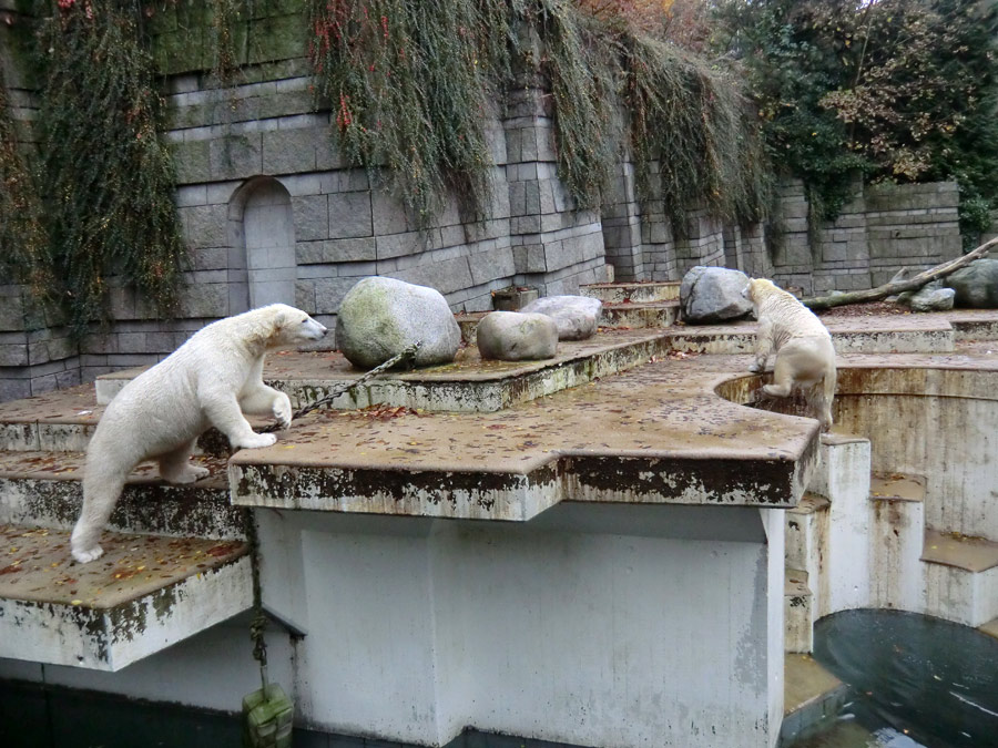 Eisbär LUKA und Eisbärin ANORI im Wuppertaler Zoo am 25. Oktober 2013