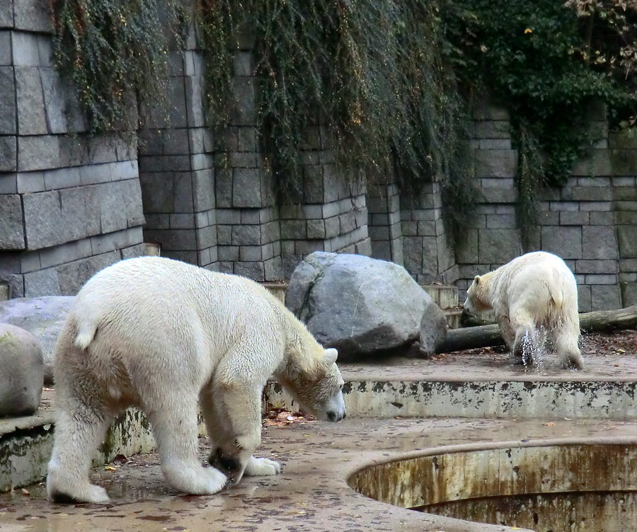 Eisbär LUKA und Eisbärin ANORI im Zoo Wuppertal am 25. Oktober 2013