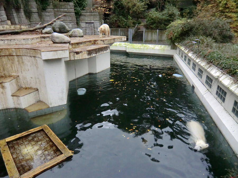 Eisbärin ANORI und Eisbär LUKA im Zoo Wuppertal am 25. Oktober 2013