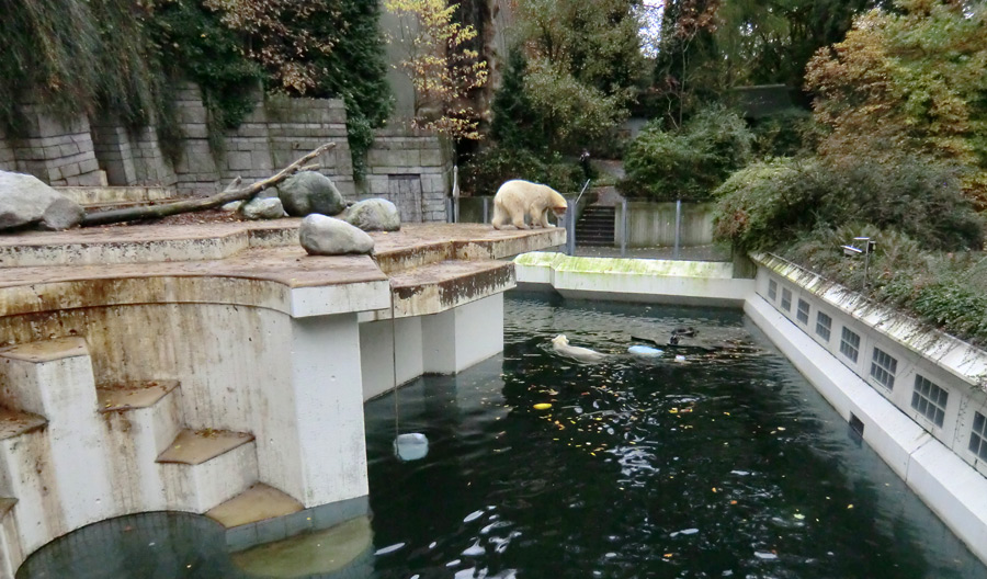 Eisbärin ANORI und Eisbär LUKA im Wuppertaler Zoo am 25. Oktober 2013