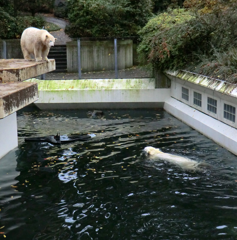 Eisbärin ANORI und Eisbär LUKA im Wuppertaler Zoo am 25. Oktober 2013