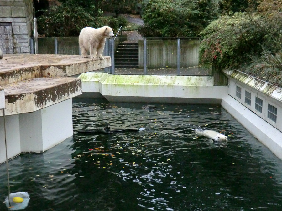 Eisbärin ANORI und Eisbär LUKA im Zoo Wuppertal am 25. Oktober 2013