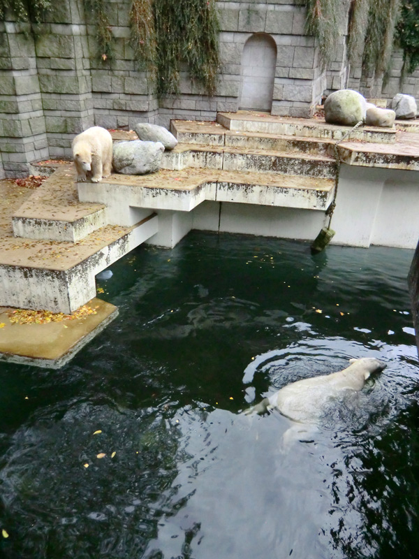 Eisbärin ANORI und Eisbär LUKA im Zoologischen Garten Wuppertal am 25. Oktober 2013