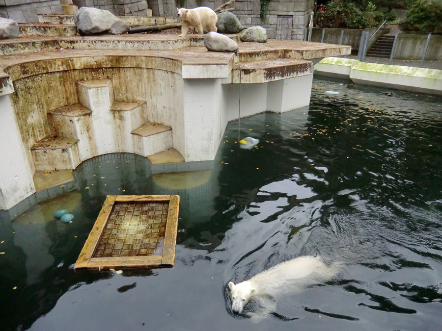 Eisbär LUKA und Eisbärin ANORI im Wuppertaler Zoo am 25. Oktober 2013