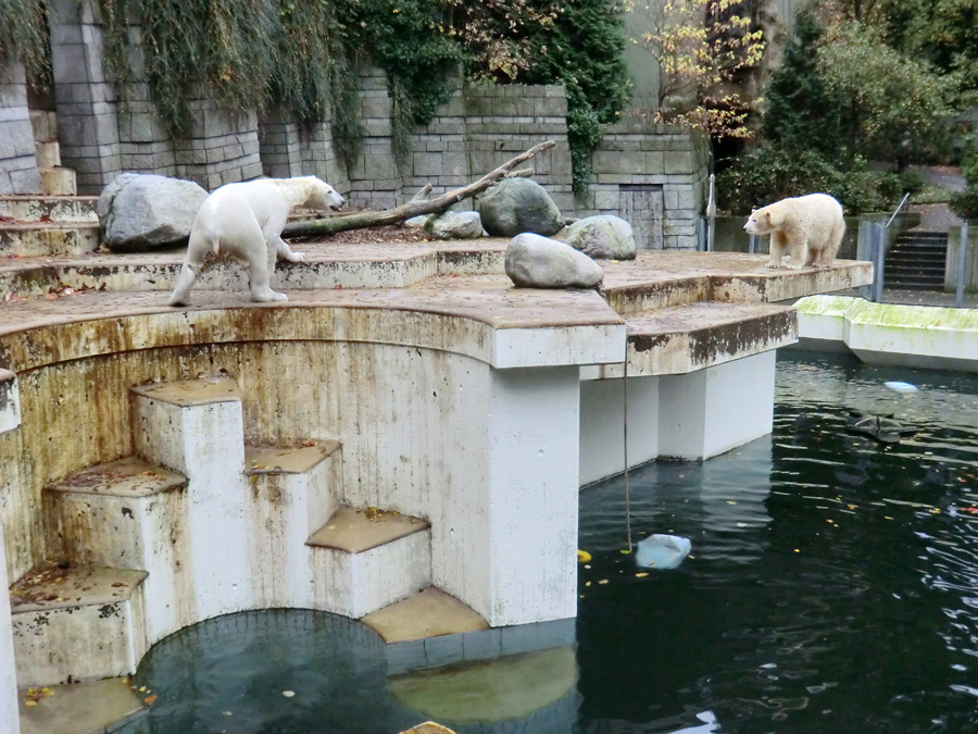 Eisbär LUKA und Eisbärin ANORI im Wuppertaler Zoo am 25. Oktober 2013