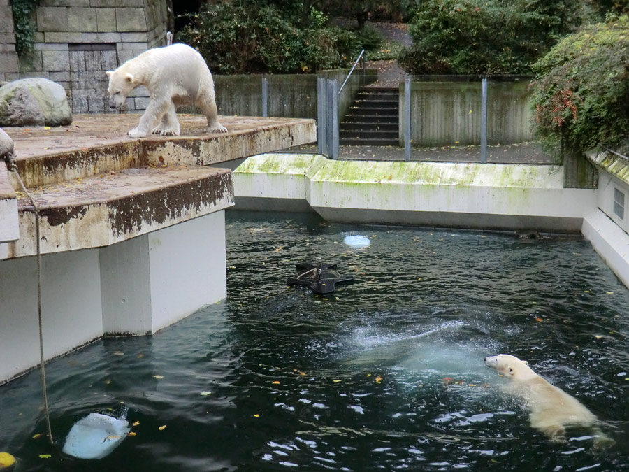 Eisbär LUKA und Eisbärin ANORI im Zoologischen Garten Wuppertal am 25. Oktober 2013