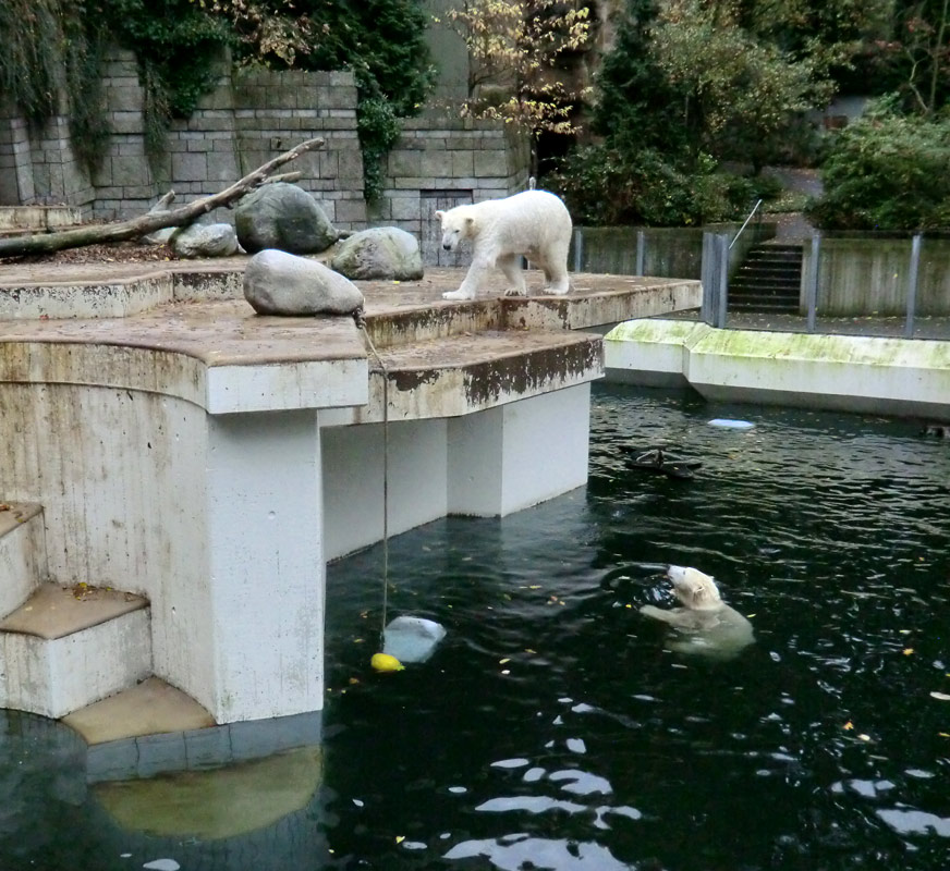 Eisbär LUKA und Eisbärin ANORI im Wuppertaler Zoo am 25. Oktober 2013