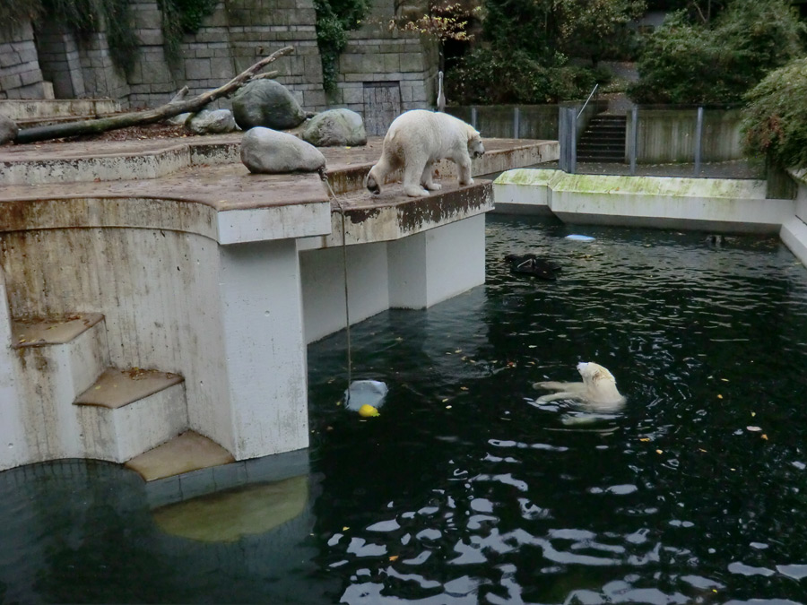 Eisbär LUKA und Eisbärin ANORI im Zoo Wuppertal am 25. Oktober 2013