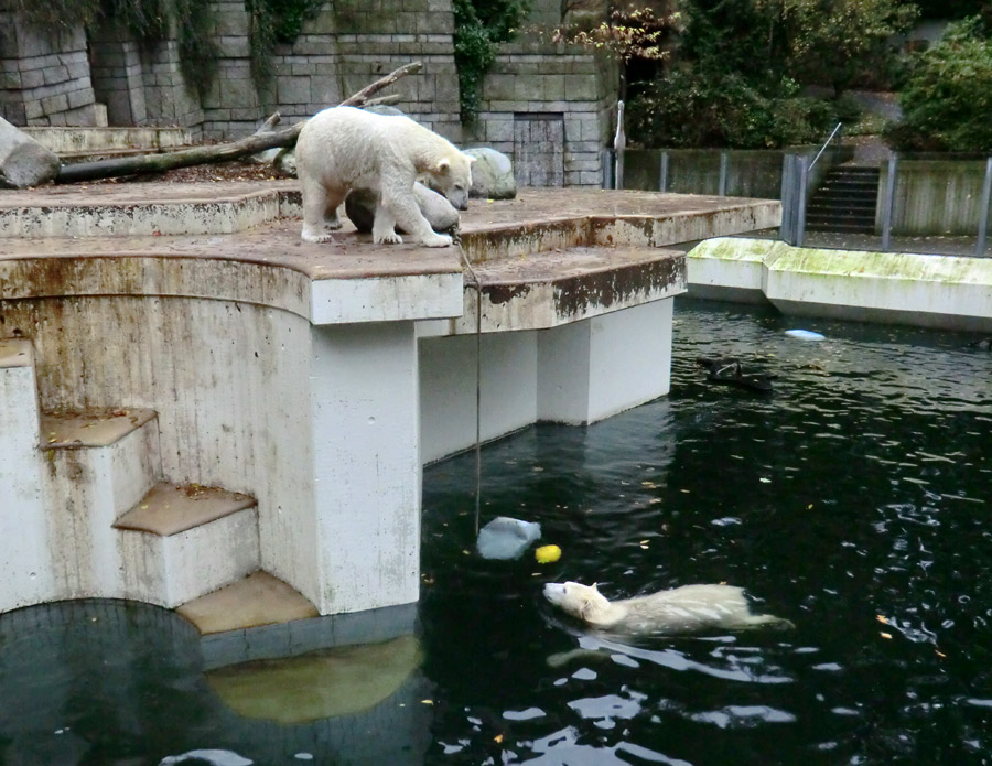 Eisbär LUKA und Eisbärin ANORI im Zoologischen Garten Wuppertal am 25. Oktober 2013