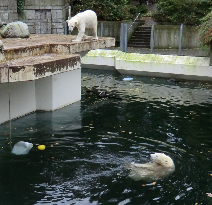 Eisbär LUKA und Eisbärin ANORI im Zoo Wuppertal am 25. Oktober 2013