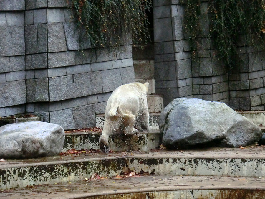 Eisbärin ANORI im Zoologischen Garten Wuppertal am 25. Oktober 2013