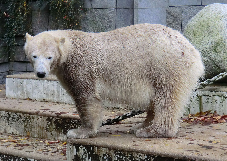 Eisbärin ANORI im Zoo Wuppertal am 25. Oktober 2013