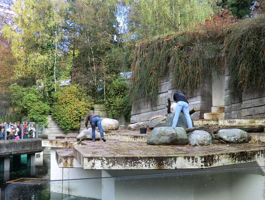 Eisbärenpfleger auf der großen Freianlage für Eisbären im Zoo Wuppertal am 26. Oktober 2013