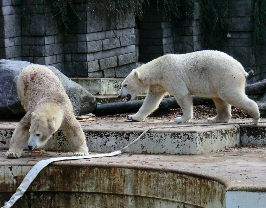 Eisbärin ANORI und Eisbär LUKA im Zoologischen Garten Wuppertal am 26. Oktober 2013