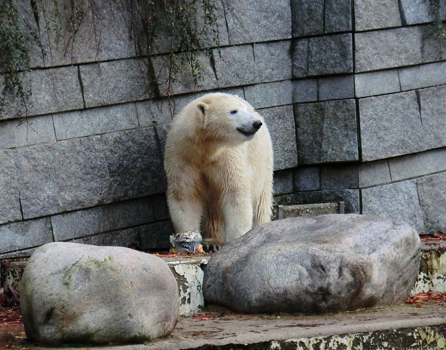 Eisbärin ANORI im Wuppertaler Zoo am 26. Oktober 2013