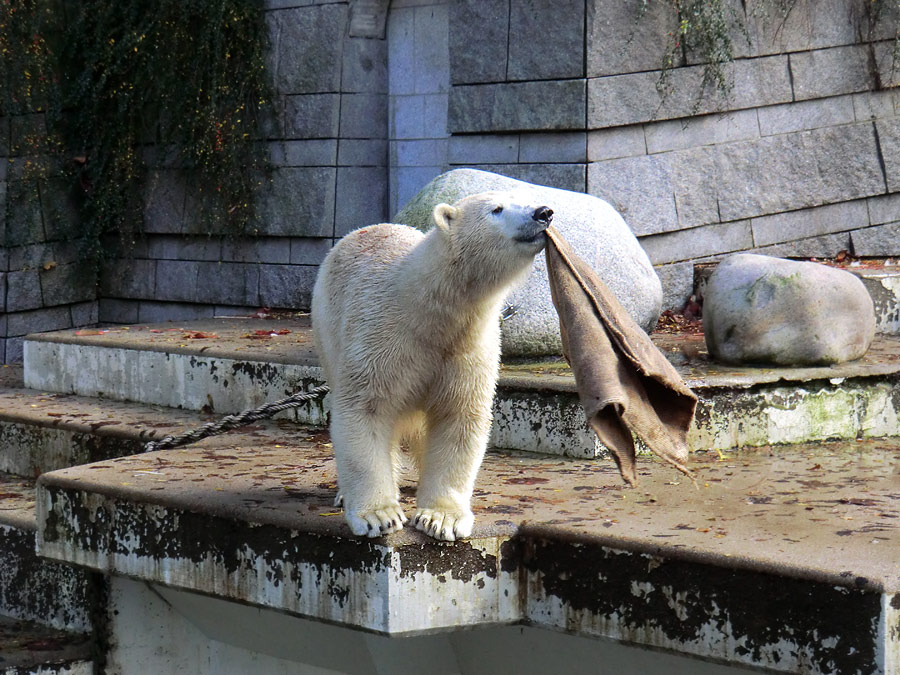 Eisbärin ANORI im Zoologischen Garten Wuppertal am 26. Oktober 2013