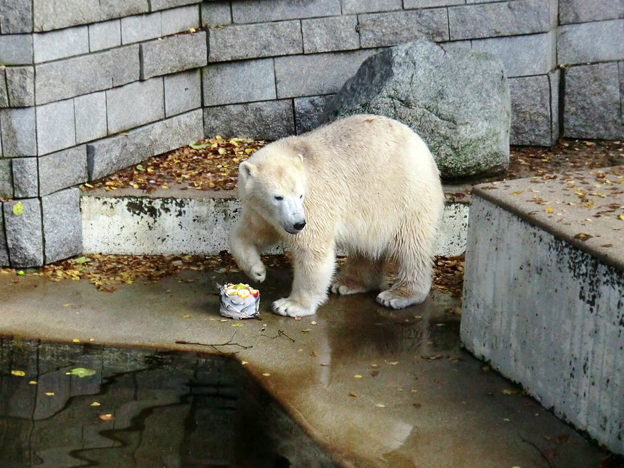 Eisbärin ANORI im Wuppertaler Zoo am 26. Oktober 2013