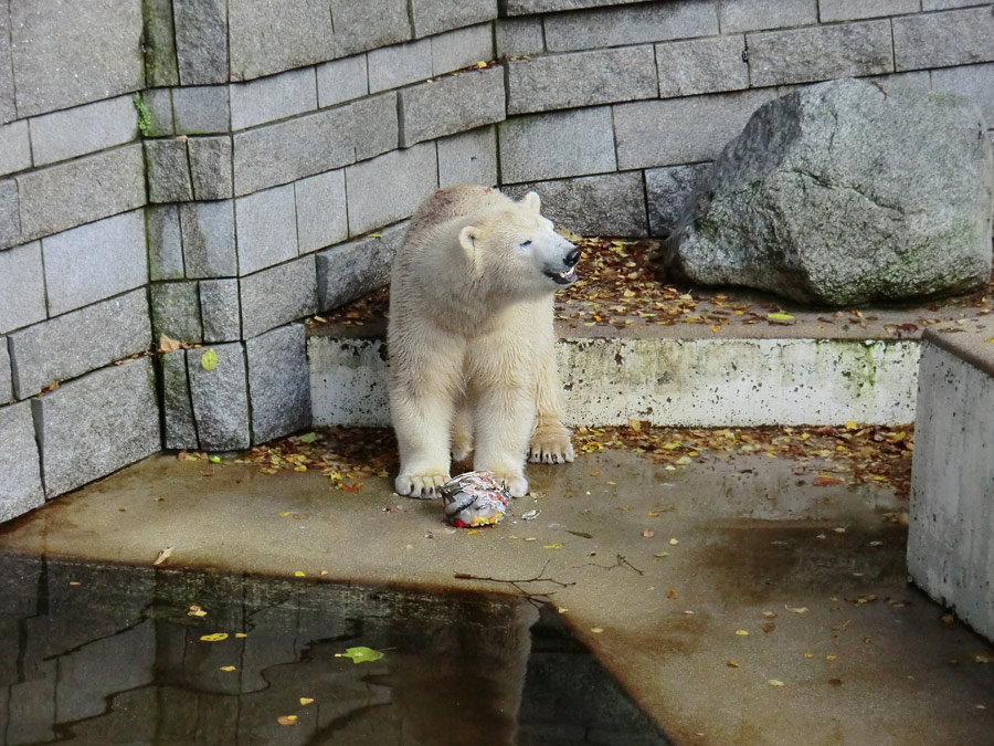 Eisbärin ANORI im Zoo Wuppertal am 26. Oktober 2013