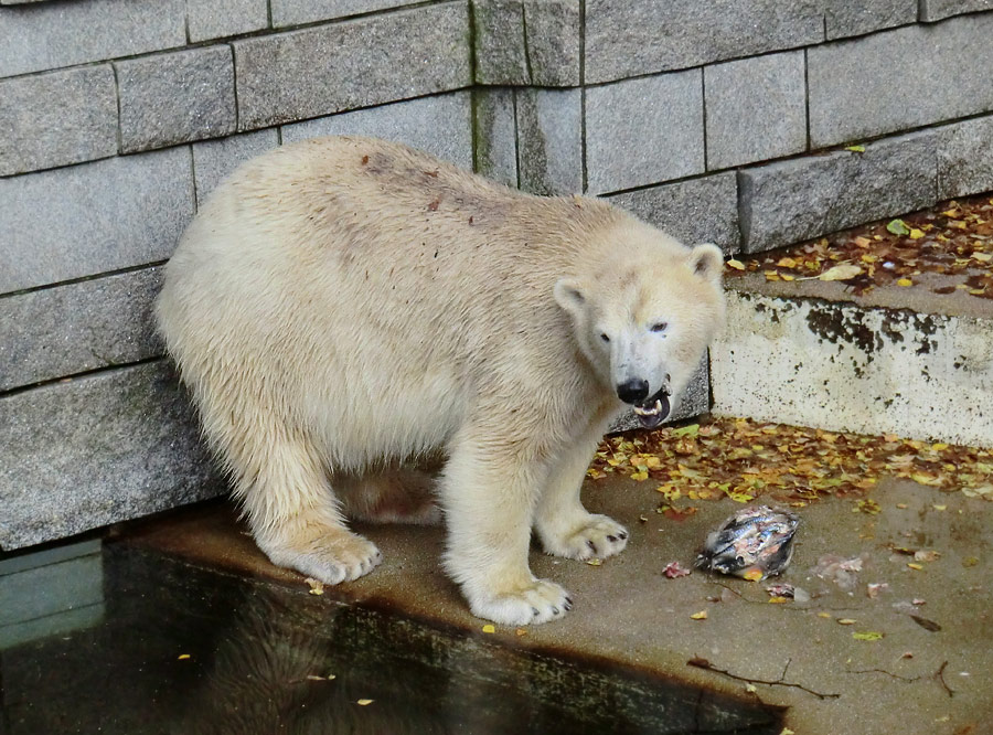 Eisbärin ANORI im Zoologischen Garten Wuppertal am 26. Oktober 2013