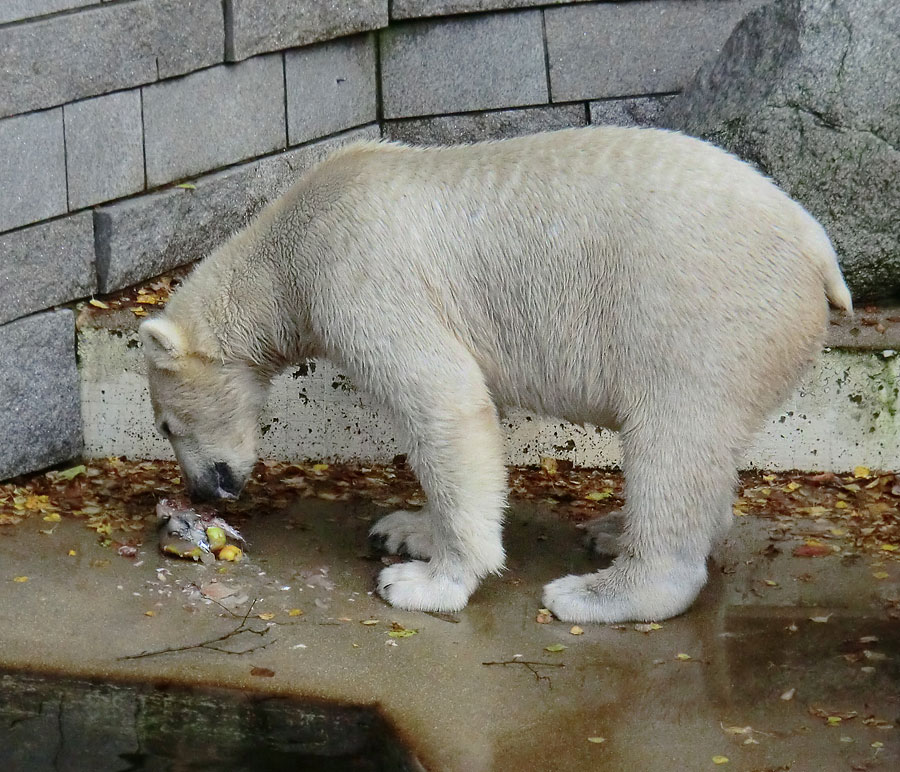 Eisbär LUKA im Wuppertaler Zoo am 26. Oktober 2013