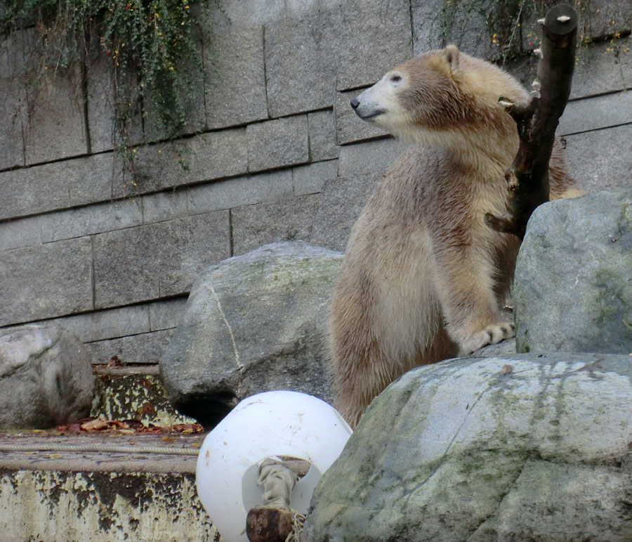 Eisbärin ANORI im Zoo Wuppertal am 26. Oktober 2013