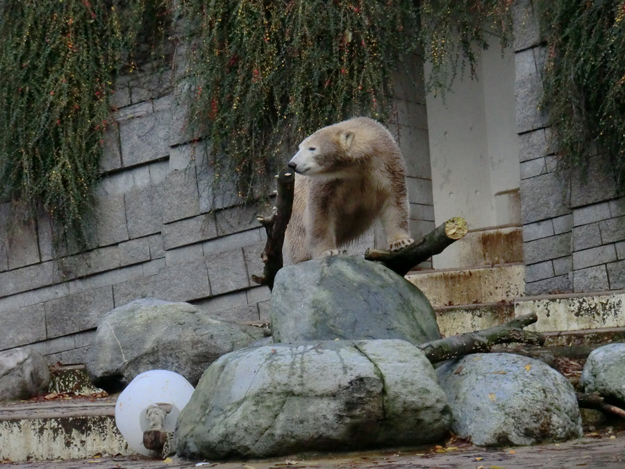 Eisbärin ANORI im Zoologischen Garten Wuppertal am 26. Oktober 2013