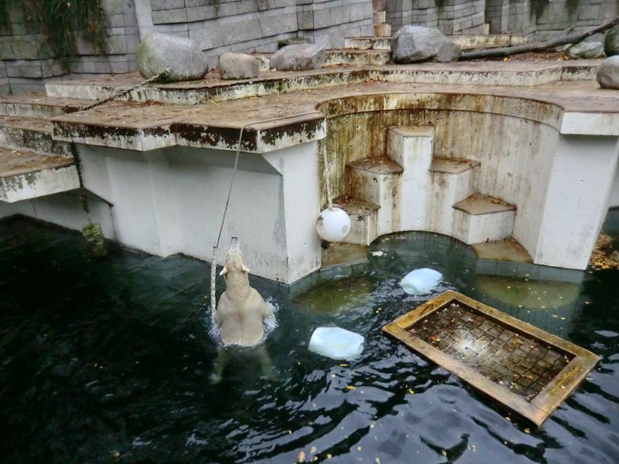 Eisbär LUKA im Zoo Wuppertal am 27. Oktober 2013