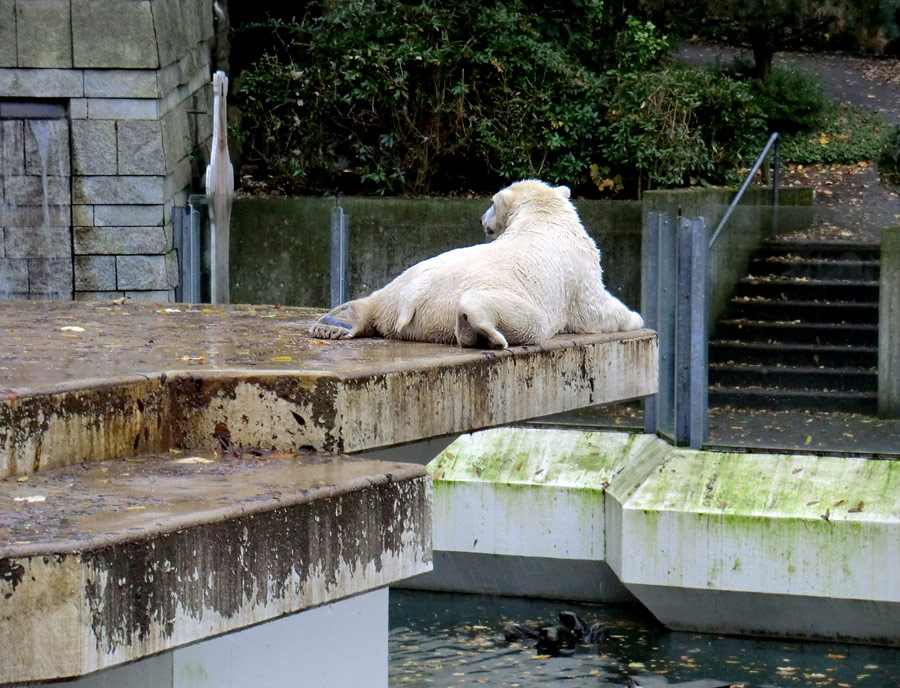 Eisbär LUKA im Wuppertaler Zoo am 27. Oktober 2013