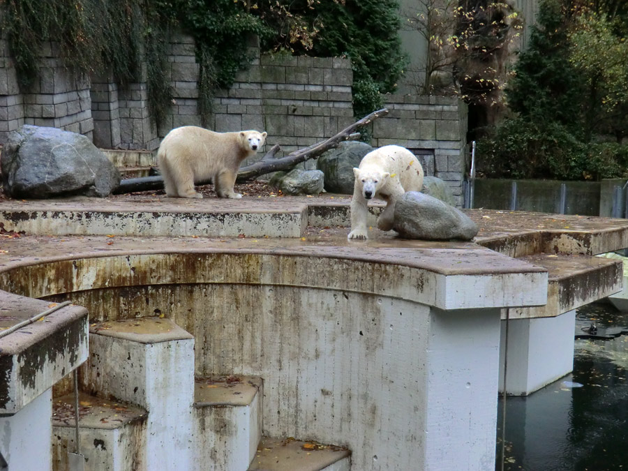 Eisbärin ANORI und Eisbär LUKA im Zoo Wuppertal am 27. Oktober 2013