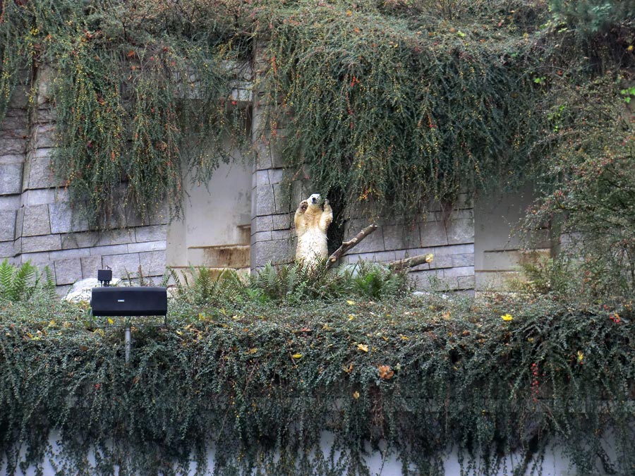 Eisbärin ANORI im Zoo Wuppertal am 27. Oktober 2013