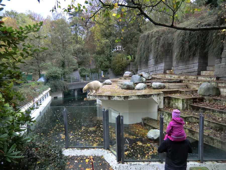 Eisbärin ANORI im Zoologischen Garten Wuppertal am 27. Oktober 2013