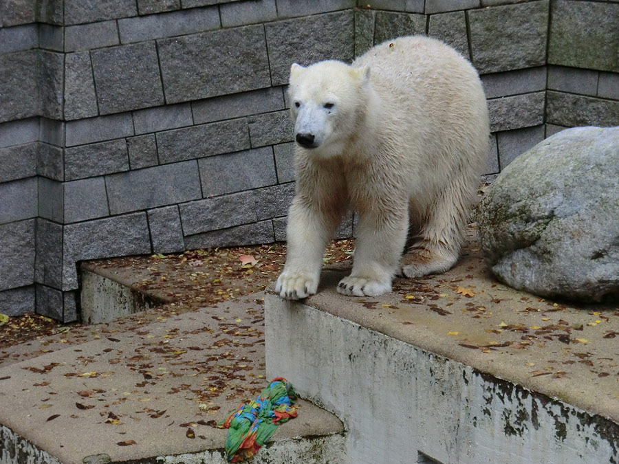 Eisbärin ANORI im Wuppertaler Zoo am 27. Oktober 2013