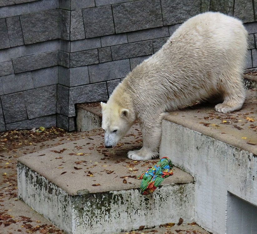 Eisbärin ANORI im Zoo Wuppertal am 27. Oktober 2013