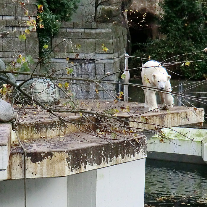 Eisbär LUKA im Oktober 2013 im Wuppertaler Zoo