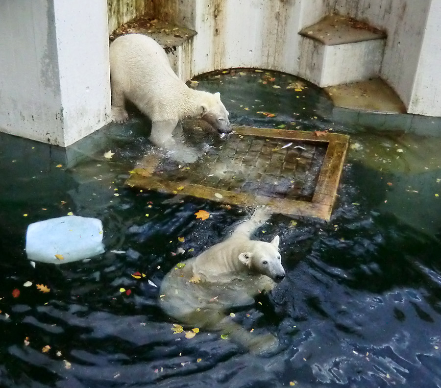 Eisbär LUKA und Eisbärin ANORI im Zoologischen Garten Wuppertal am 27. Oktober 2013