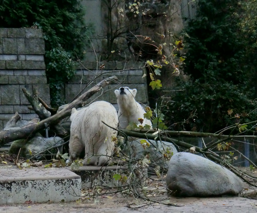 Eisbärin ANORI und Eisbär LUKA im Zoo Wuppertal am 27. Oktober 2013