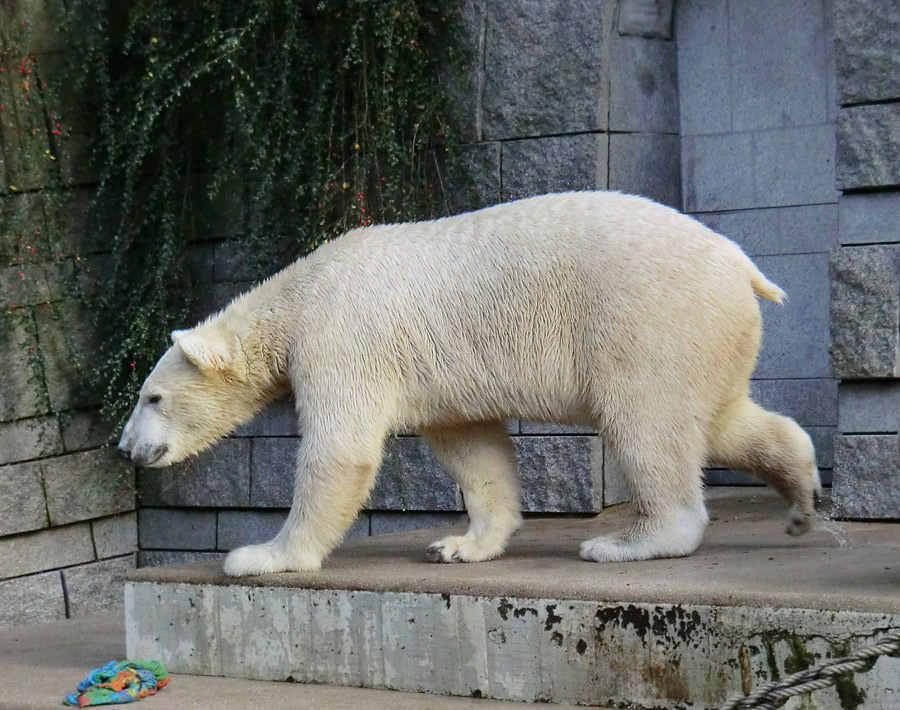 Eisbär LUKA im Zoo Wuppertal am 30. Oktober 2013