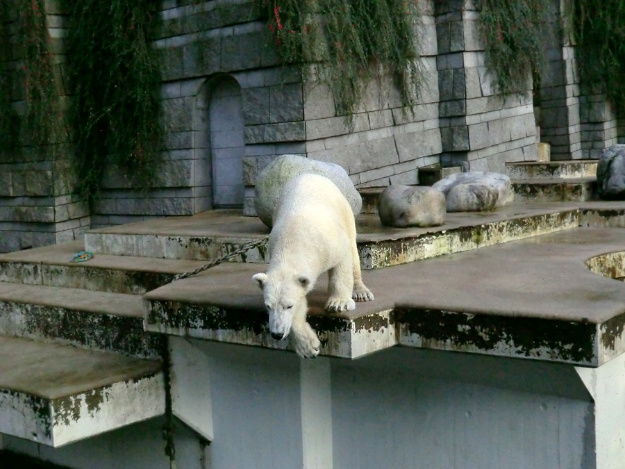 Eisbär LUKA im Wuppertaler Zoo am 30. Oktober 2013