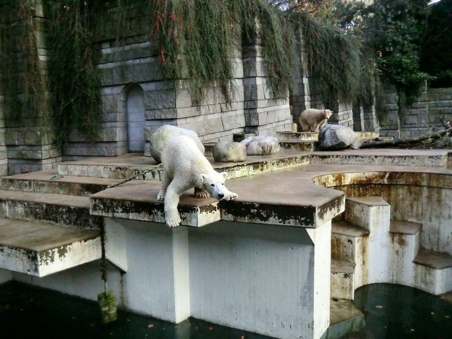 Eisbär LUKA und Eisbärin ANORI im Zoo Wuppertal am 30. Oktober 2013