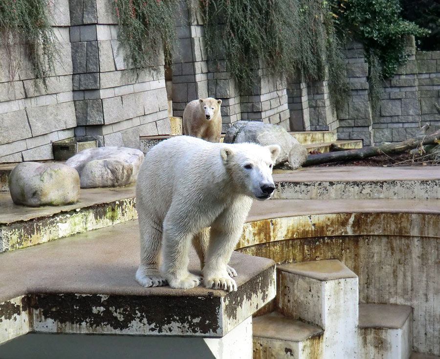 Eisbär LUKA und Eisbärin ANORI im Zoologischen Garten Wuppertal am 30. Oktober 2013