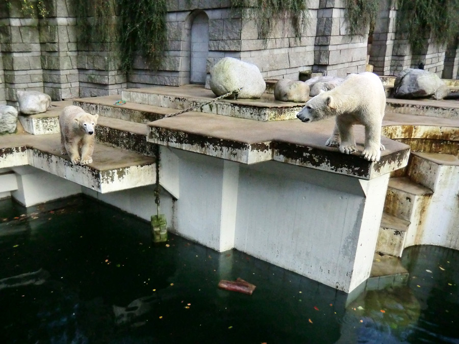 Eisbärin ANORI und Eisbär LUKA im Zoo Wuppertal am 30. Oktober 2013