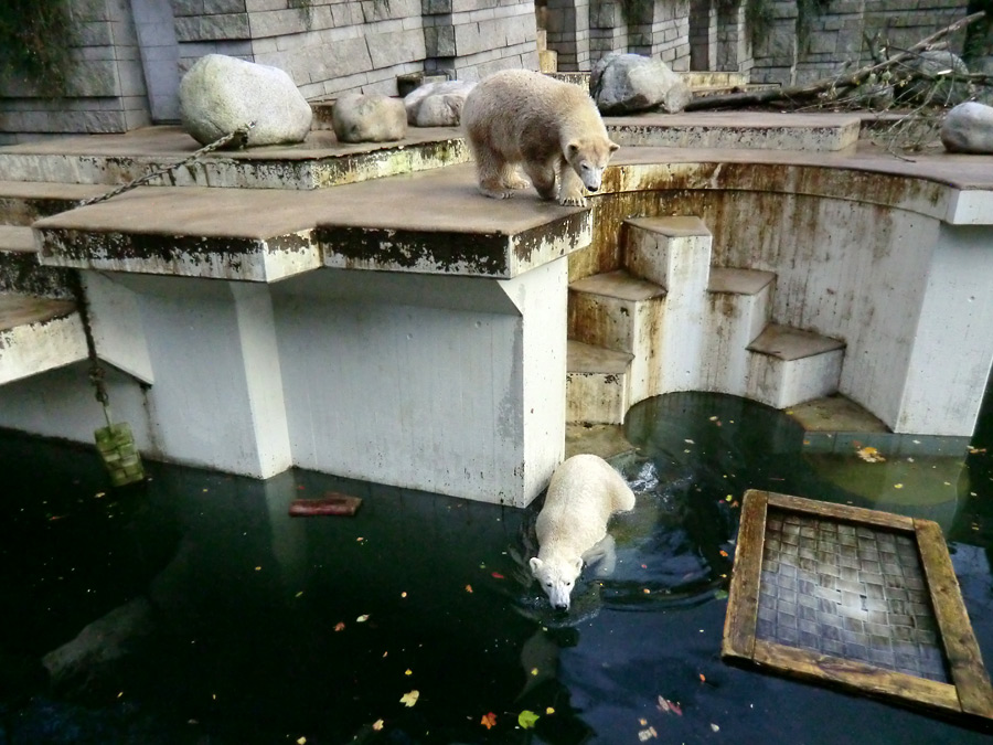 Eisbärin ANORI und Eisbär LUKA im Wuppertaler Zoo am 30. Oktober 2013